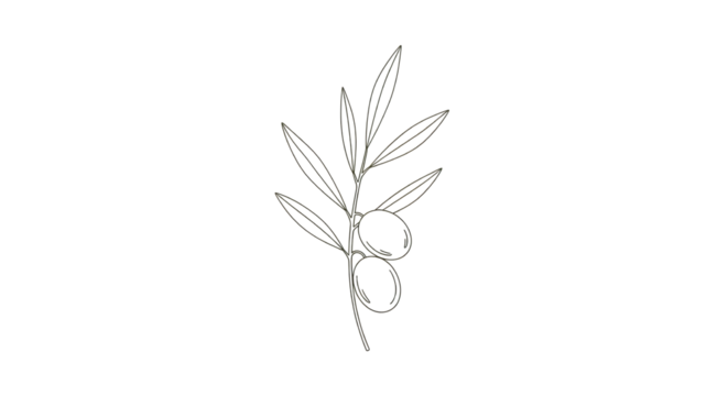 Olive branch with fruits line art isolated PNG with Transparent Background - Powered by Adobe