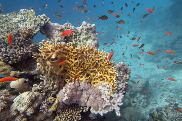 Tropical coral reef garden, marine life with colorful corals and fish Anthias in clear blue water, beauty of underwater world