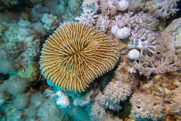 Fototapeta premium Coral reef ecosystem with impressive coral Fungia in clean tropical water, underwater landscape