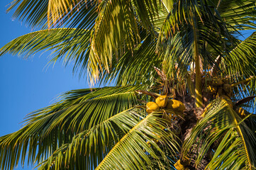 Ripe Coconuts Ready for Harvest in Honolulu Hawaii.