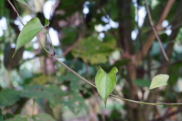 Heart Shaped Green Vine Leaves in Tropical Natural Habitat © DEBU