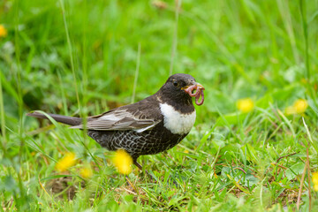 A Ring Ouzel standing in a meadow