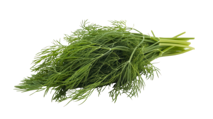 Fresh Bunch of Dill Isolated on Transparent Background for Healthy Cooking and Flavorful Recipes Its Versatile Herb Adds Aroma to Various Dishes and Culinary Creations