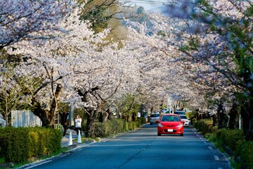 A car driving on a road under the archway of Sakura trees on a beautiful spring day, in Nagatoro 長瀞, Chichibu area, Saitama, Japan. Hanami (admiring cherry blossoms) is a popular activity in Japan