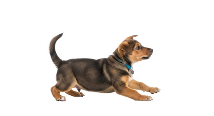 Puppy running fast isolated PNG with Transparent Background