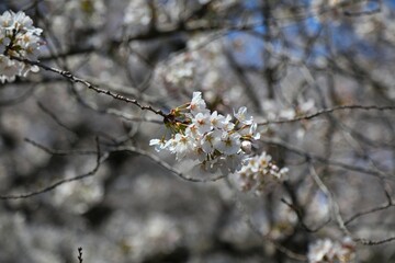 Cherry blossoms in Jinhae Cherry Blossom Festival. Changwon, South Korea.
