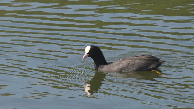 Coot (Fulica atra) adult on the surface of a lake and diving without a splash. August, Kent, UK. Slow motion x5