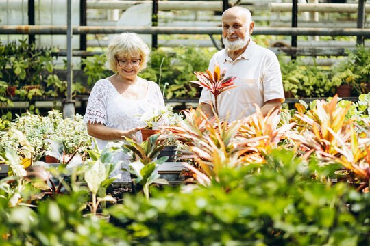 Elderly couple together taking care of plants in a greenhouse