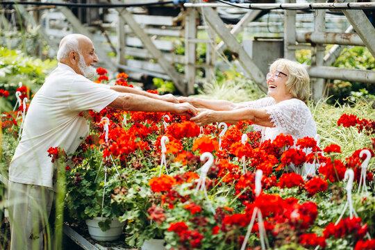 Elderly couple together holding hands across red flowers in a greenhouse - Powered by Adobe