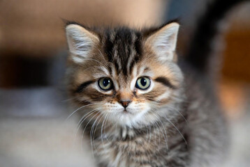 Fototapeta premium Close up portrait of a cute fluffy cat with green eyes