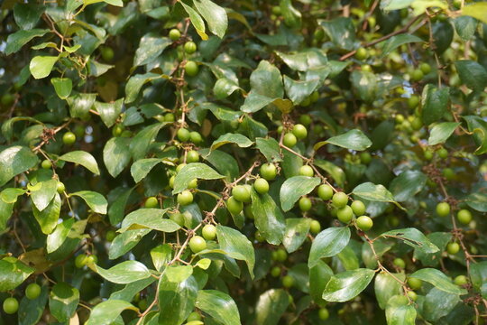 Close up of Indian jujube tree branch loaded with unripe green fruits and glossy leaves