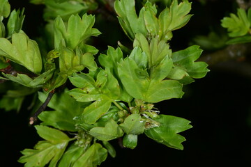 Weißdorn, Eingriffliger, Crategus monogyna