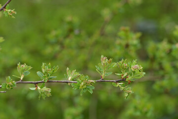 Weißdorn, Eingriffliger, Crategus monogyna