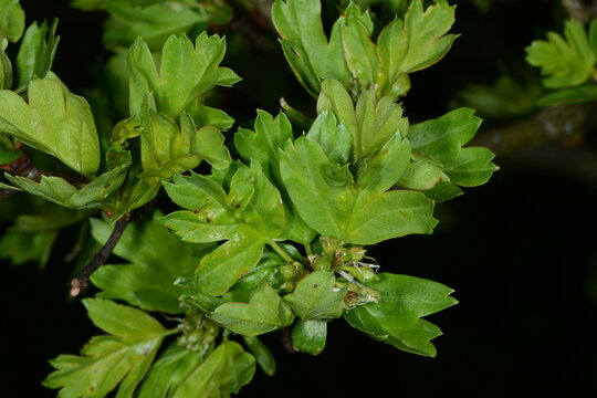 Wei&szlig;dorn, Eingriffliger, Crategus monogyna