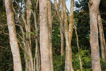 Fototapeta premium Cluster of Forest Tree Trunks with Light Bark and Green Foliage