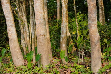 Clump of slender tree trunks with green undergrowth in tropical forest