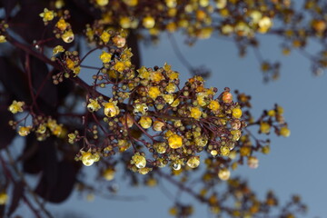 Perückenstrauch, Cotinus coggygria; Syn. Rhus cotinus
