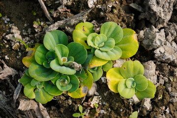 Small rosette succulent plant growing on dry cracked soil
