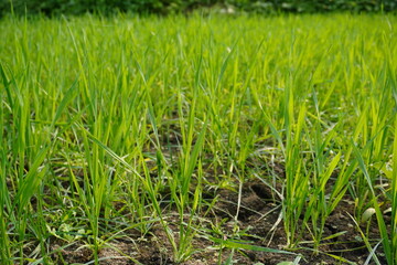Fresh young rice seedlings growing in muddy paddy field