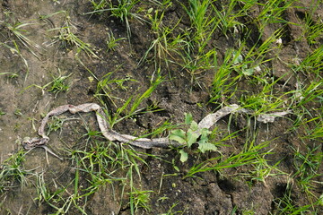 Dead snake skin lying on wet farmland soil with green grass