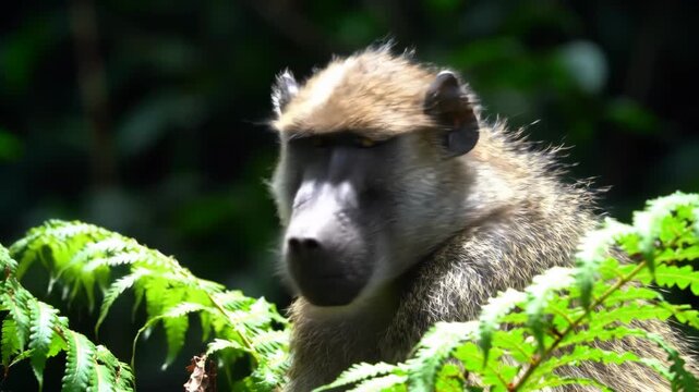 Olive baboon looking through foliage in nature. Wildlife animal, primate. Forest.