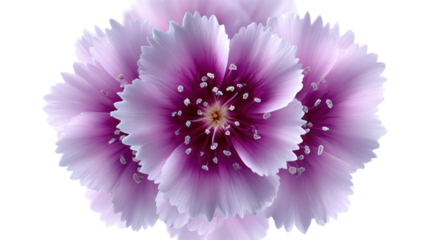 Floral Radiance: A delicate arrangement of vibrant pink flowers, each petal meticulously crafted, bursts forth in a mesmerizing display of nature's elegance. The blossoms radiate a soft glow.