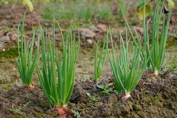 Young green onion plants growing in soil on agricultural field