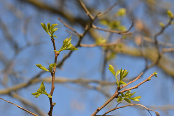 Robinie,  Gewöhnliche Robinia pseudoacarcia