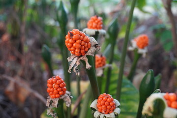 Orange berry spike of wild arum plant with clustered fruits in forest undergrowth