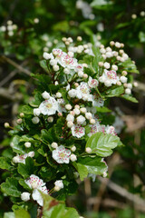 Weißdorn, Zweigriffliger, Crataegus laevigata