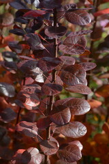 Rotlaubiger Perückenstrauch, Cotinus coggygria, Royal Purple, Rubrifolius-Gruppe