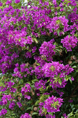 Bougainville, Bougainvillée, Bougainvillier,  Drillingsblume, Bougainvillea  spp.