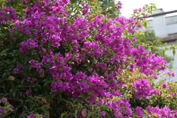 Bougainville, Bougainvillée, Bougainvillier,  Drillingsblume, Bougainvillea  spp.