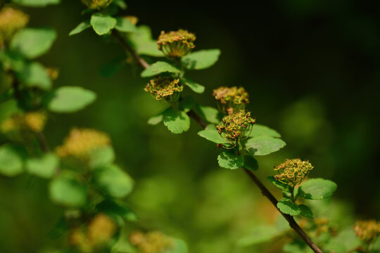 Spiraea pubescens is a deciduous shrub with white corymb flowers, ovate leaves, and woody branching stems, common in Korean mountain habitats. Photographed in Korea.