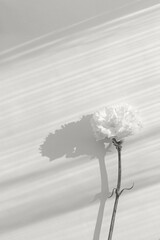 Beautiful carnation flower on white sunlit background with shadow.  Color of the year 2026 inspired