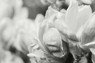 Beautiful magnolia flower buds closeup. Blooming bush. Spring nature concept. Selective focus. Color of the year 2026 inspired background