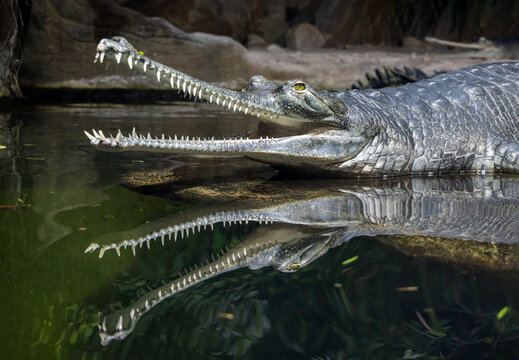 A ndian gavial - Gavialis gangeticus with its jaw open above the mirroring water surface