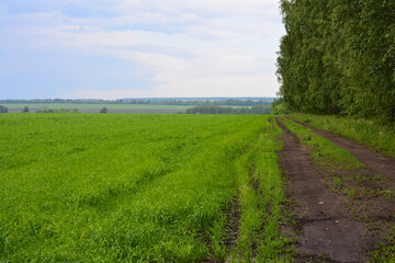 Rural Landscape with Green Fields and Forest Edge in rainy day