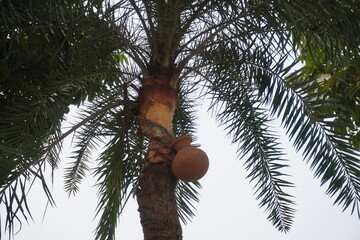 Clay Pot Hanging On Palm Tree For Collecting Sap