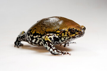 Obraz premium Muller's termite frog // Termiten-Engmaulfrosch (Dermatonotus muelleri) - South America