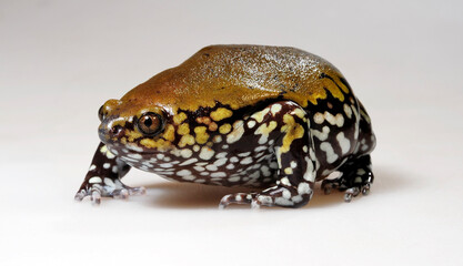Muller's termite frog // Termiten-Engmaulfrosch (Dermatonotus muelleri) - Argentina
