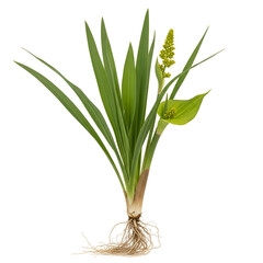Fototapeta premium Acorus calamus mature plant with roots and yellow flowers