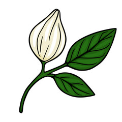 A stylized vector illustration of a single white mango bud with two green leaves on a white background. © Khrystyna Turchyn