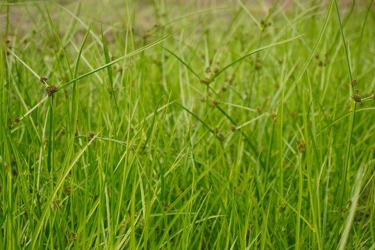 Fresh Green Grass Blades with Seed Heads in Meadow