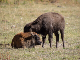 Fototapeta premium Bison Cow Nuzzling Resting Calf in Yellowstone