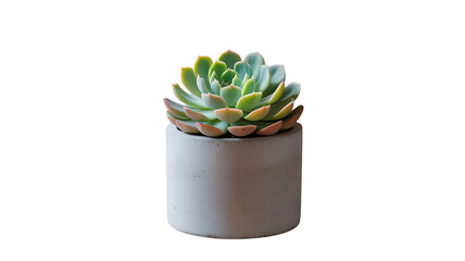 Succulent in Concrete Pot: Capturing the beauty of nature, a vibrant succulent flourishes in a stylish concrete pot, offering a touch of tranquility and minimalist design. 