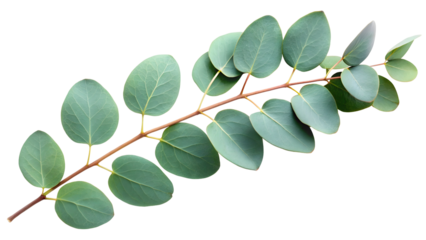 Elegant eucalyptus branch for modern botanical designs and serene natural themes, perfect for adding fresh organic touch to your projects or creative designs