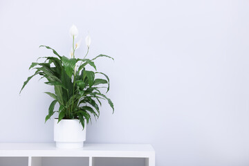 Beautiful spathiphyllum (peace lily) houseplant with flowers on white table near light wall. Space for text