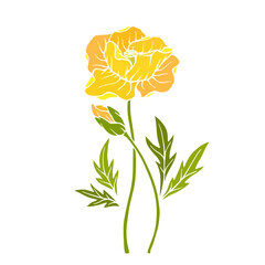 Wild poppy, seasonal meadow plants, medicinal herbs. Vector graphics.