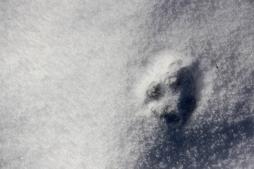 A close-up of a distinct animal paw print, likely a dog or wolf, sharply impressed into fresh, glittering snow on a bright sunny day, highlighting the texture and contrast.